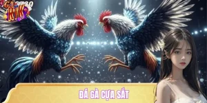 Đá Gà Cựa Sắt – Trận Chiến Live Cực Căng, Cược Là Thắng