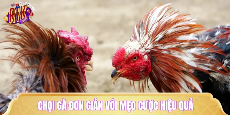 Chọi gà đơn giản với mẹo cược hiệu quả