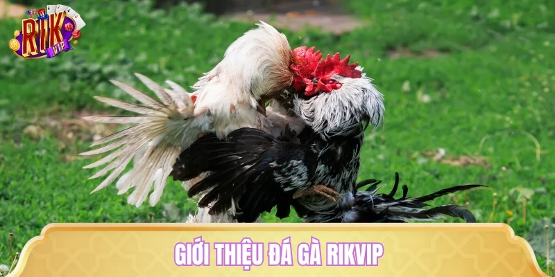 Giới thiệu đá gà RIKVIP