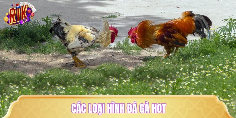 Các loại hình đá gà hot
